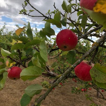 Organic Orchards.jpg