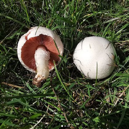 The Field Mushroom .jpg