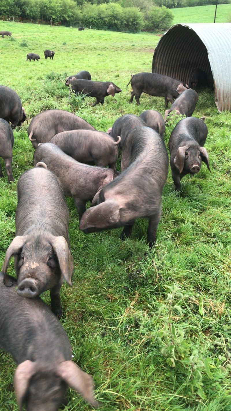 The Parsons Nose farm pigs