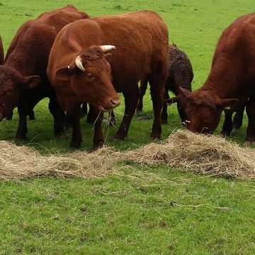Bagnell Farm cattle