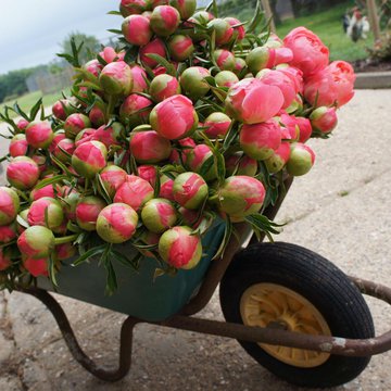 peonies