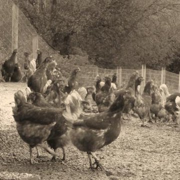 Castlemain chickens