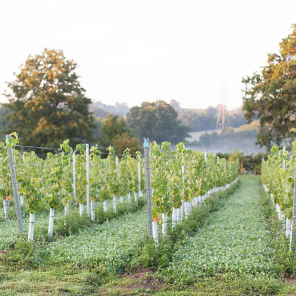 Dillions Vineyard profile pic