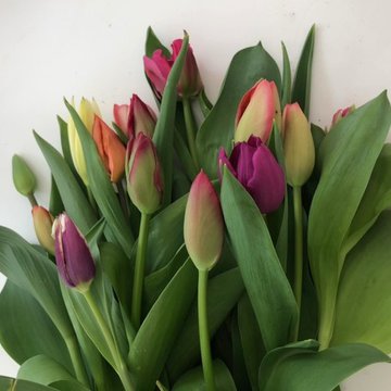 Eco flowers tulips