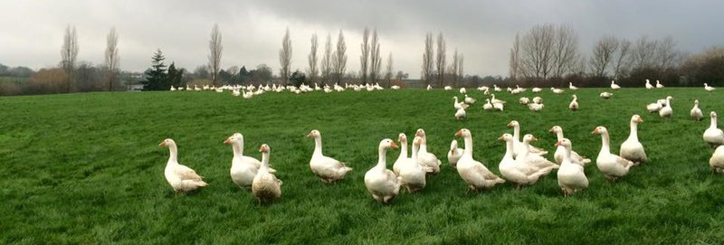 Fosse Meadows free range geese.jpg