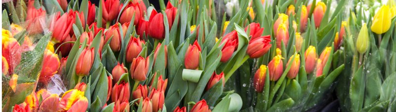 Grange Nursery flowers spring tulips.jpg
