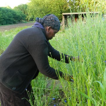 Church View Farm cutting cornflowers