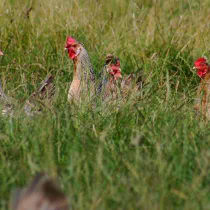 Lainchbury chickens in field 2015 March