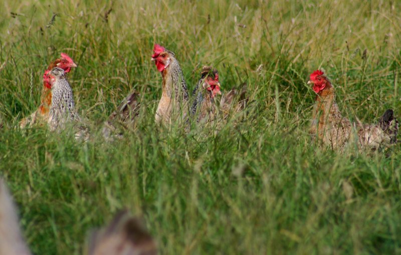Lainchbury chickens in field 2015 March