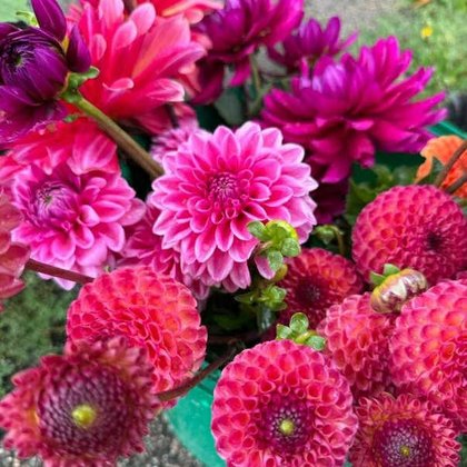 Oh Happy Dahlia Flower Farm