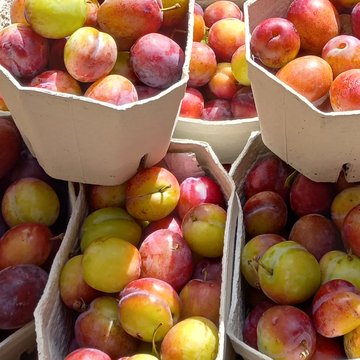 Plums