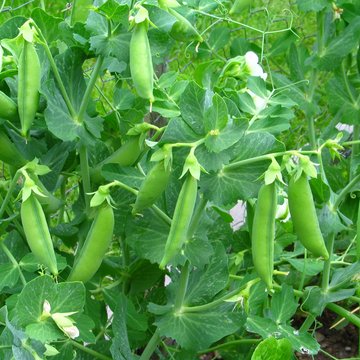 Peas on vine