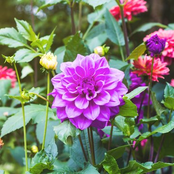 Flowers growing