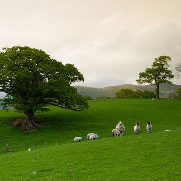 Sheep in field