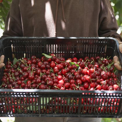 Cherries in basket