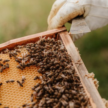 Backyard Apiary honey