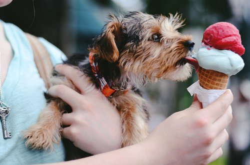 puppy licking ice cream cone.jpg